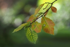 Vo farbách skorej jesene