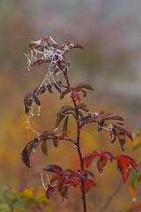 Ľadové pavúčie cesty