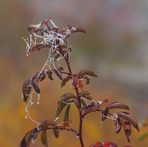 Ľadové  pavúčie cesty