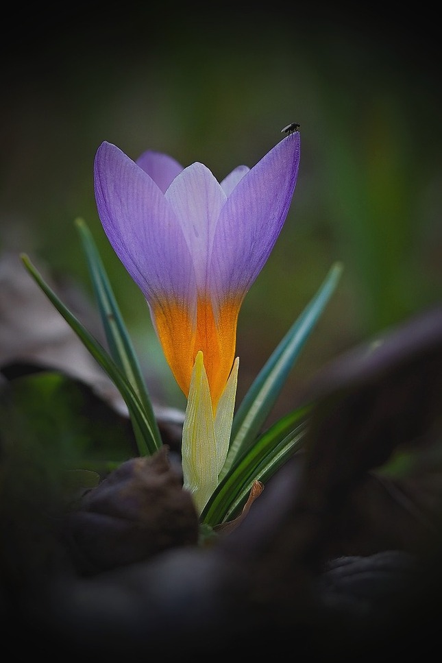 Krokusová rozhladňa