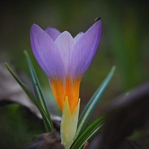 Krokusová rozhladňa