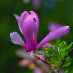 Magnolia II
