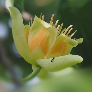 Ľaliovník tulipánokvetý