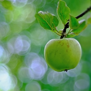 zelené jabĺčko