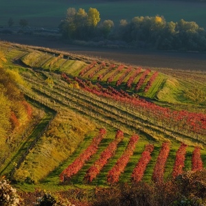 Jesenné vinice