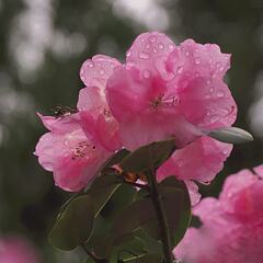 Rhododendron
