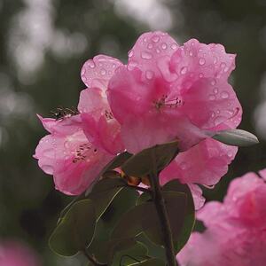 Rhododendron