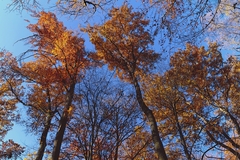 jesenný šepot stromov