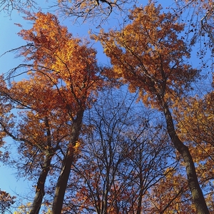 jesenný šepot stromov