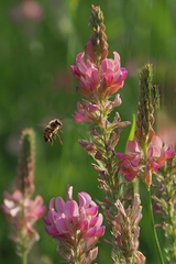 Včela a strážca kvetu