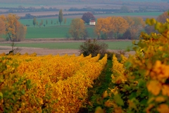 Ukryté v krajine a viniciach