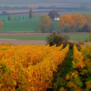 Ukryté v krajine a viniciach