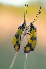 Spolu