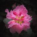 Ružový Rhododendron
