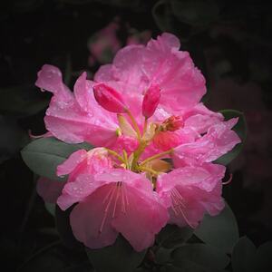 Ružový Rhododendron