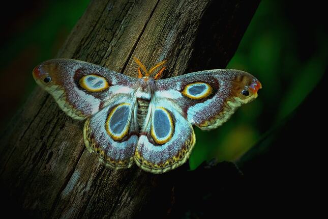 Amore butterfly