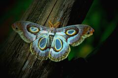 Amore butterfly