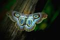 Amore butterfly