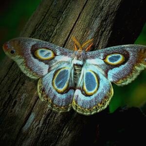 Amore butterfly