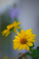 Melanchólia žltých kvetov