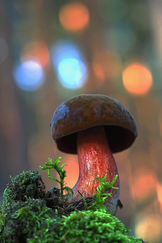 Hríb zrnitohlúbikový