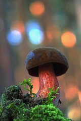 Hríb zrnitohlúbikový