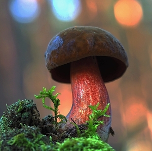 Hríb zrnitohlúbikový