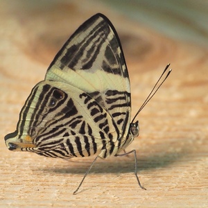 Ako Zebra