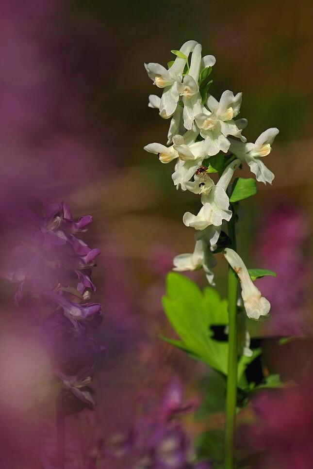 Chochlačka v svadobnom