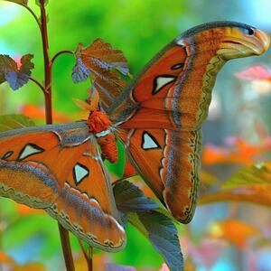 Attacus atlas