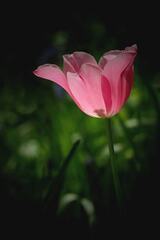 Ružový tulipán