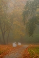 jesenné hmly II