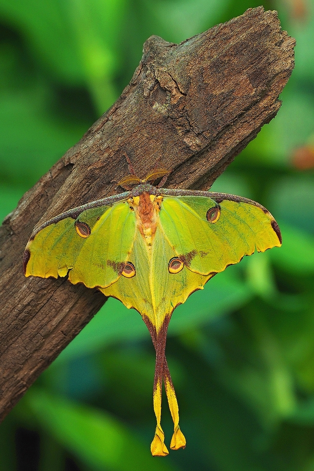 Elegán z Madagaskaru