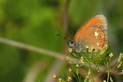 Očkáň traslicový