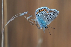 Akrobat v modrom šate