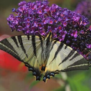 Vidlochvost bez vidličiek