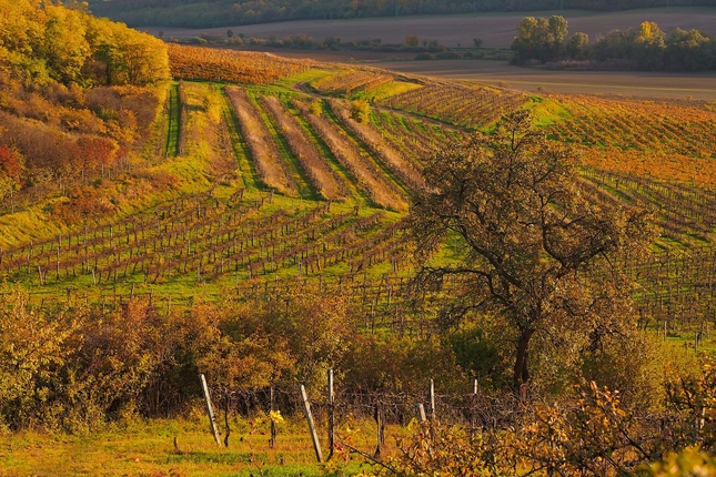 Vinice a stará hruška