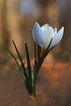 Krokus