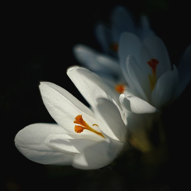 Krokusy
