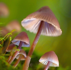 Rodinka