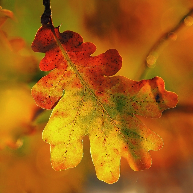 Jesenné fragmenty II