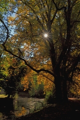 V zámockej záhrade