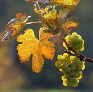 Vinohrady -nová úroda