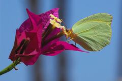 Zastávka v kvetinovom bare