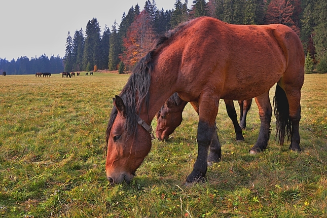 Norik muráňsky