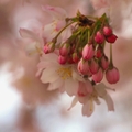 Sakura vo vývoji