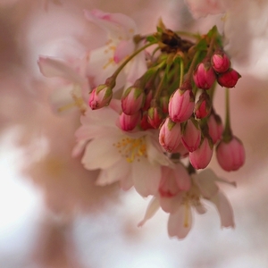 Sakura vo vývoji