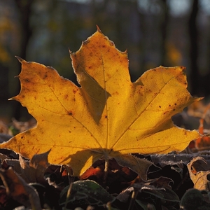 Javorový s inoväťou