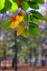 Jesenné maličkosti II