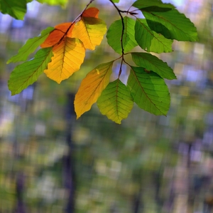 Jesenné maličkosti II